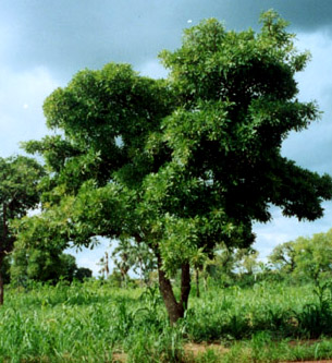 Le karité, un arbre sacré