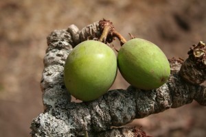 La noix de karité bio fraîche